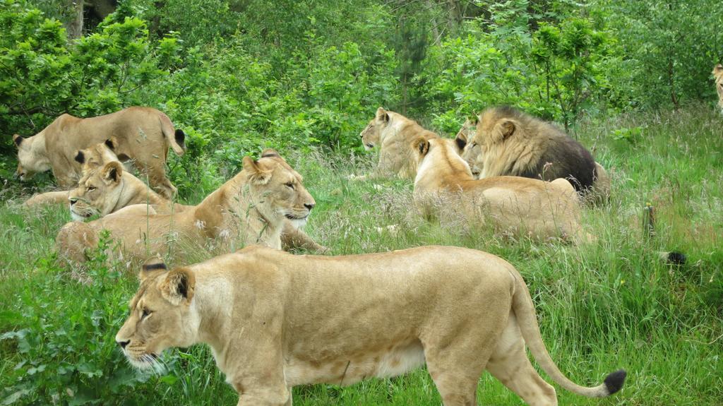 Givskud Zoo Hostel Экстерьер фото