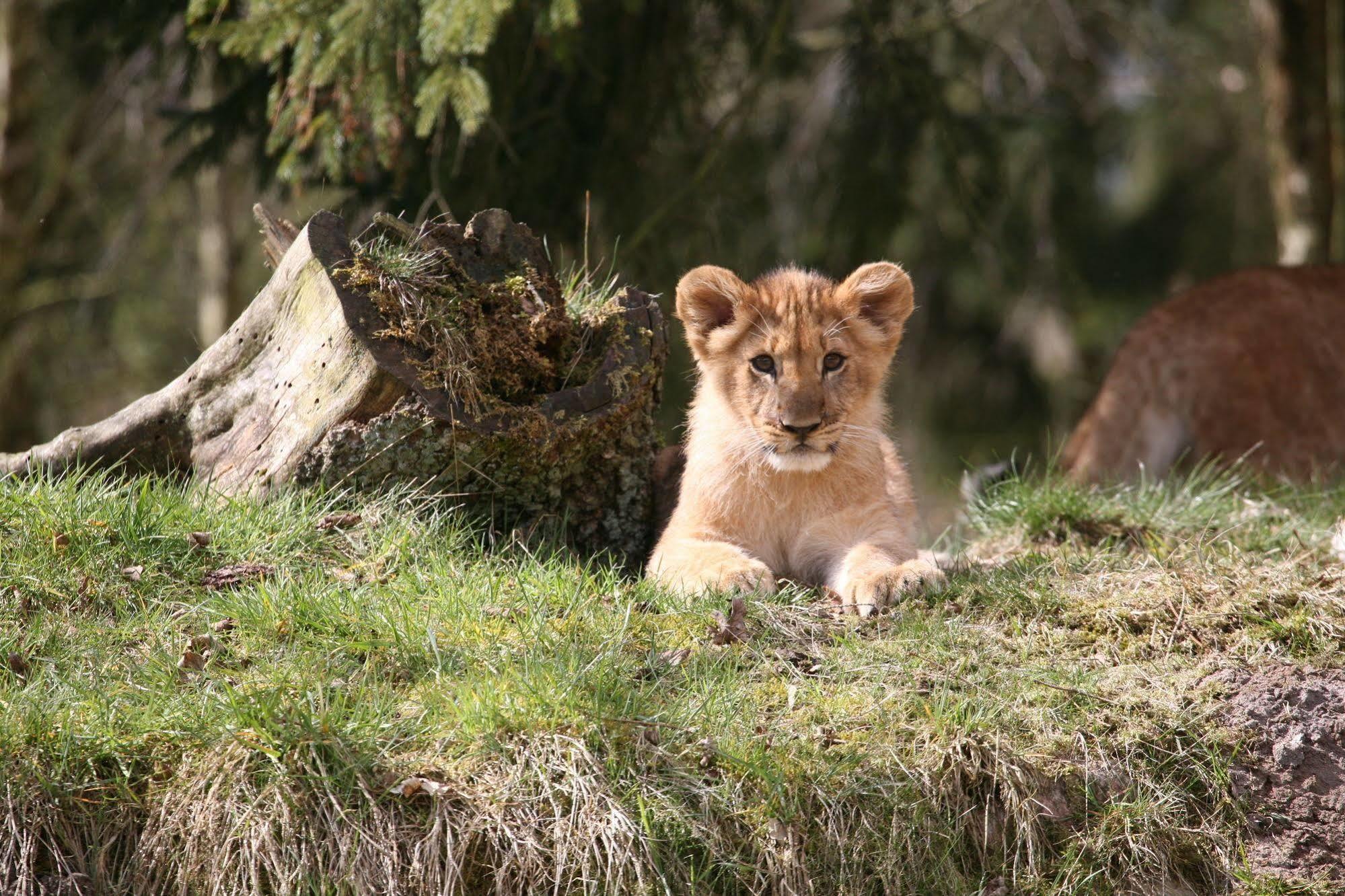 Givskud Zoo Hostel Экстерьер фото